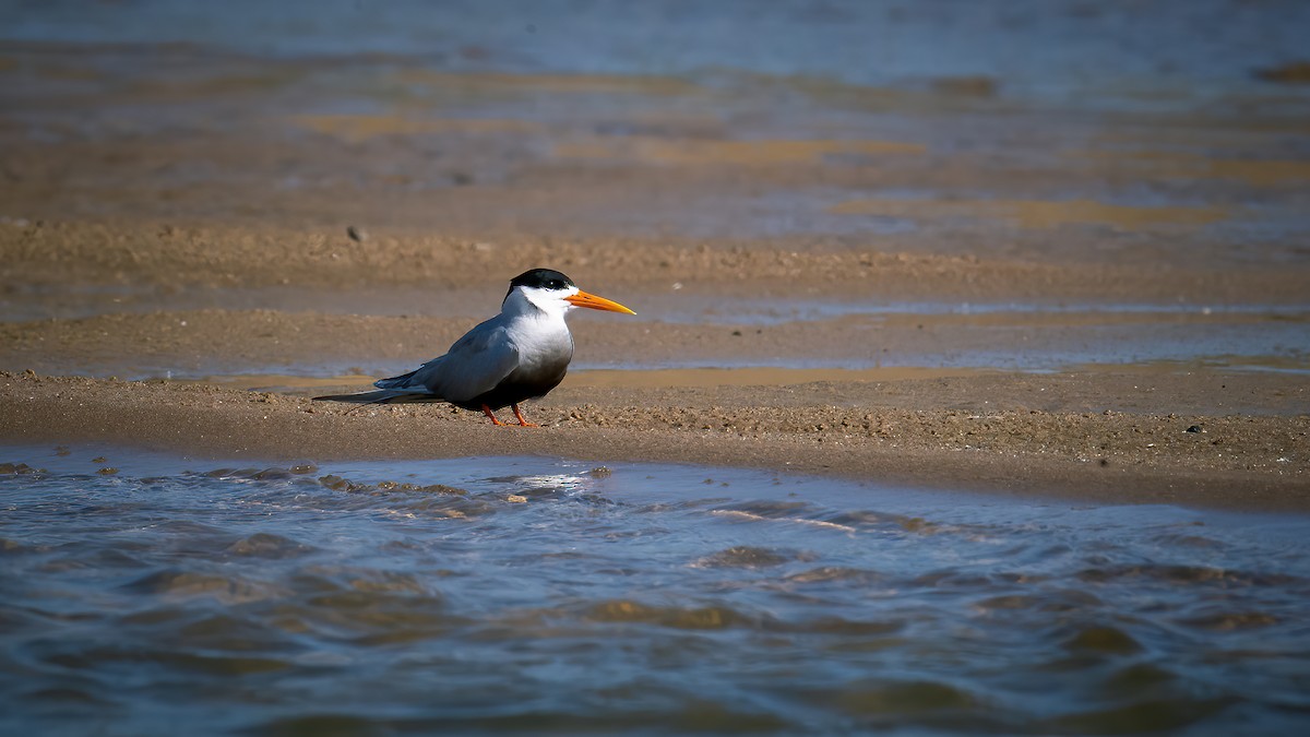 Black-bellied Tern - ML640221252