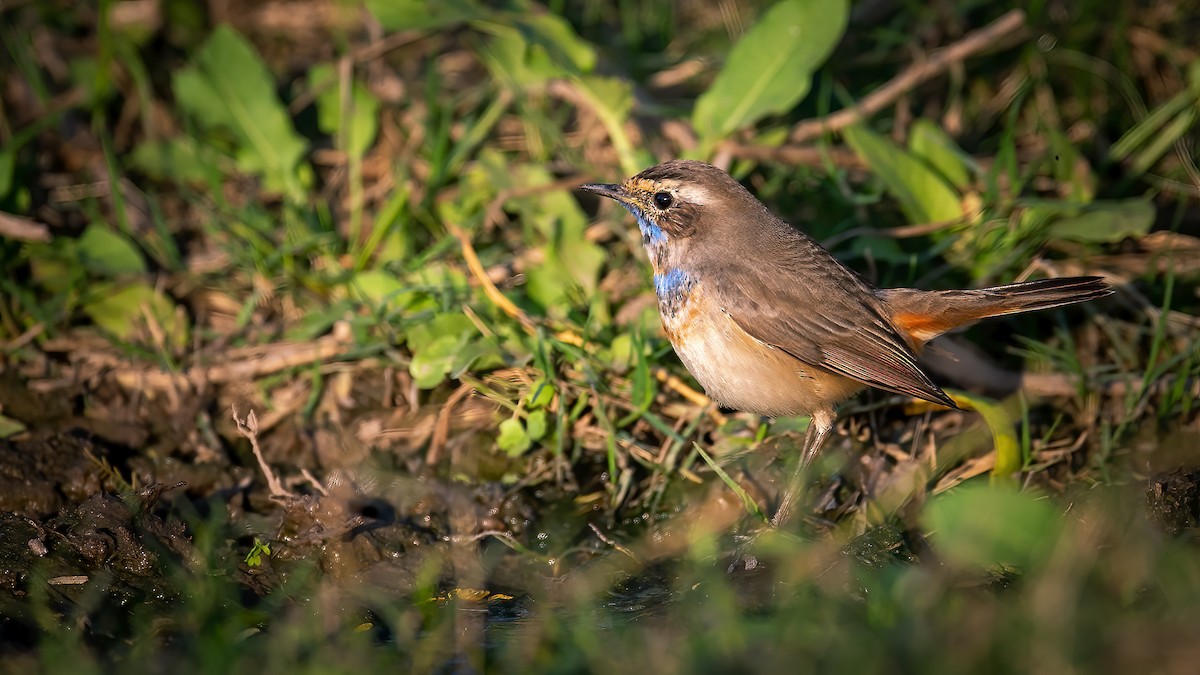 Blaukehlchen - ML640221288