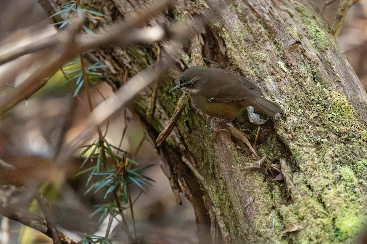 Tasmanian Scrubwren - ML640221304