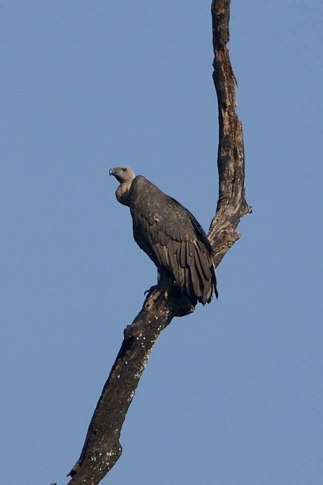 White-rumped Vulture - ML640221316