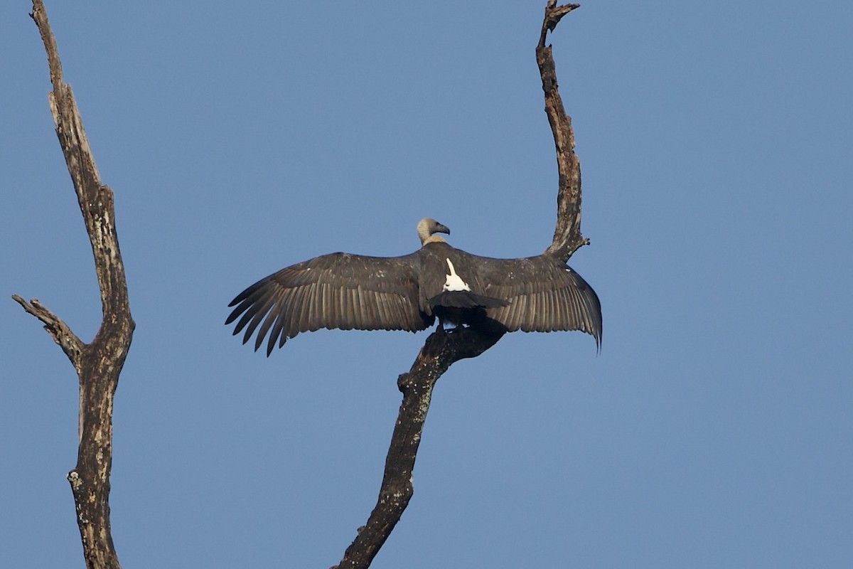 White-rumped Vulture - ML640221317