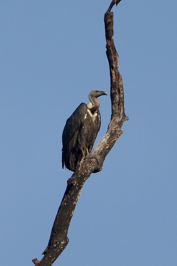 White-rumped Vulture - ML640221318