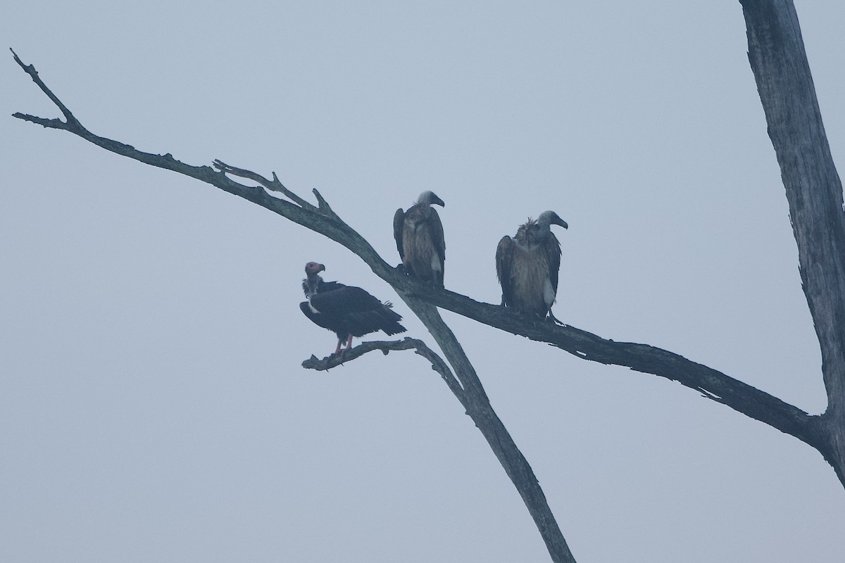 White-rumped Vulture - ML640221319