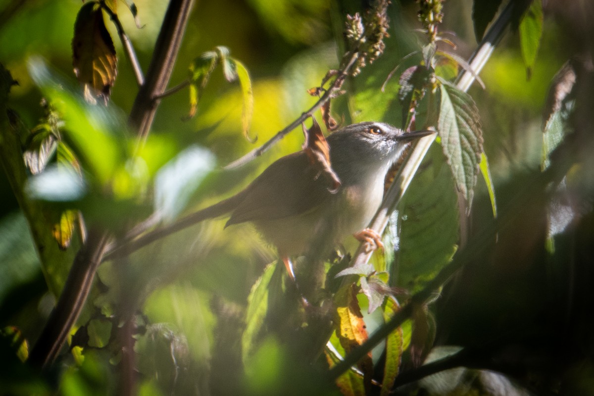brunryggprinia - ML640221335