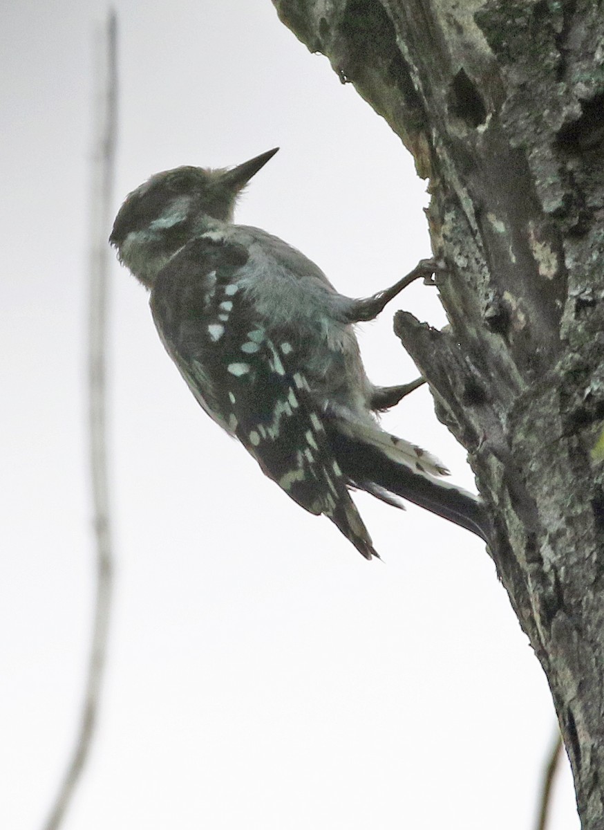 Downy Woodpecker - ML640221337