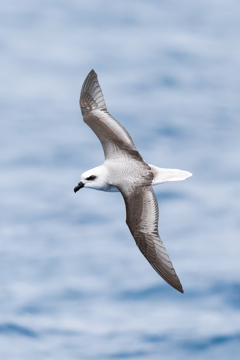 White-headed Petrel - ML640221406