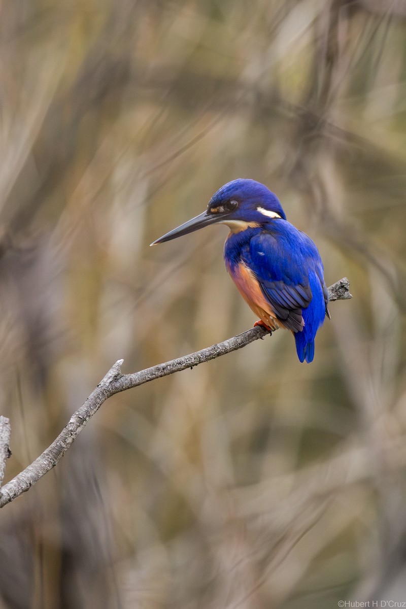 Azure Kingfisher - ML640221413
