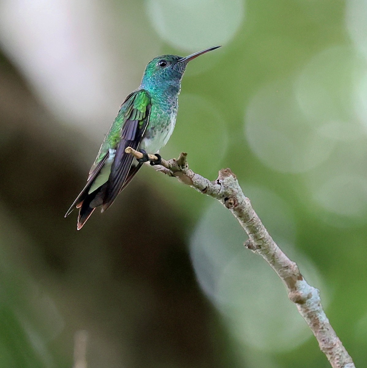 Mangrove Hummingbird - ML640221434