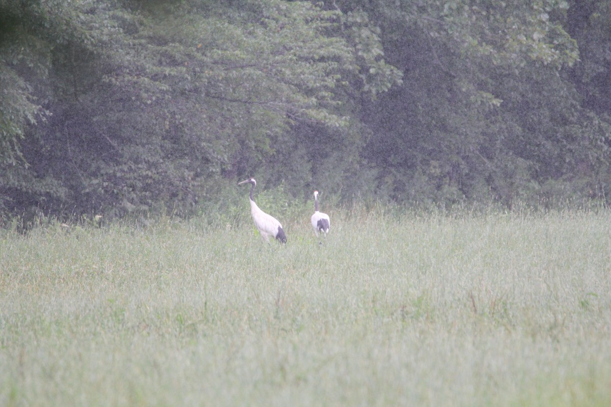 Red-crowned Crane - ML640221436