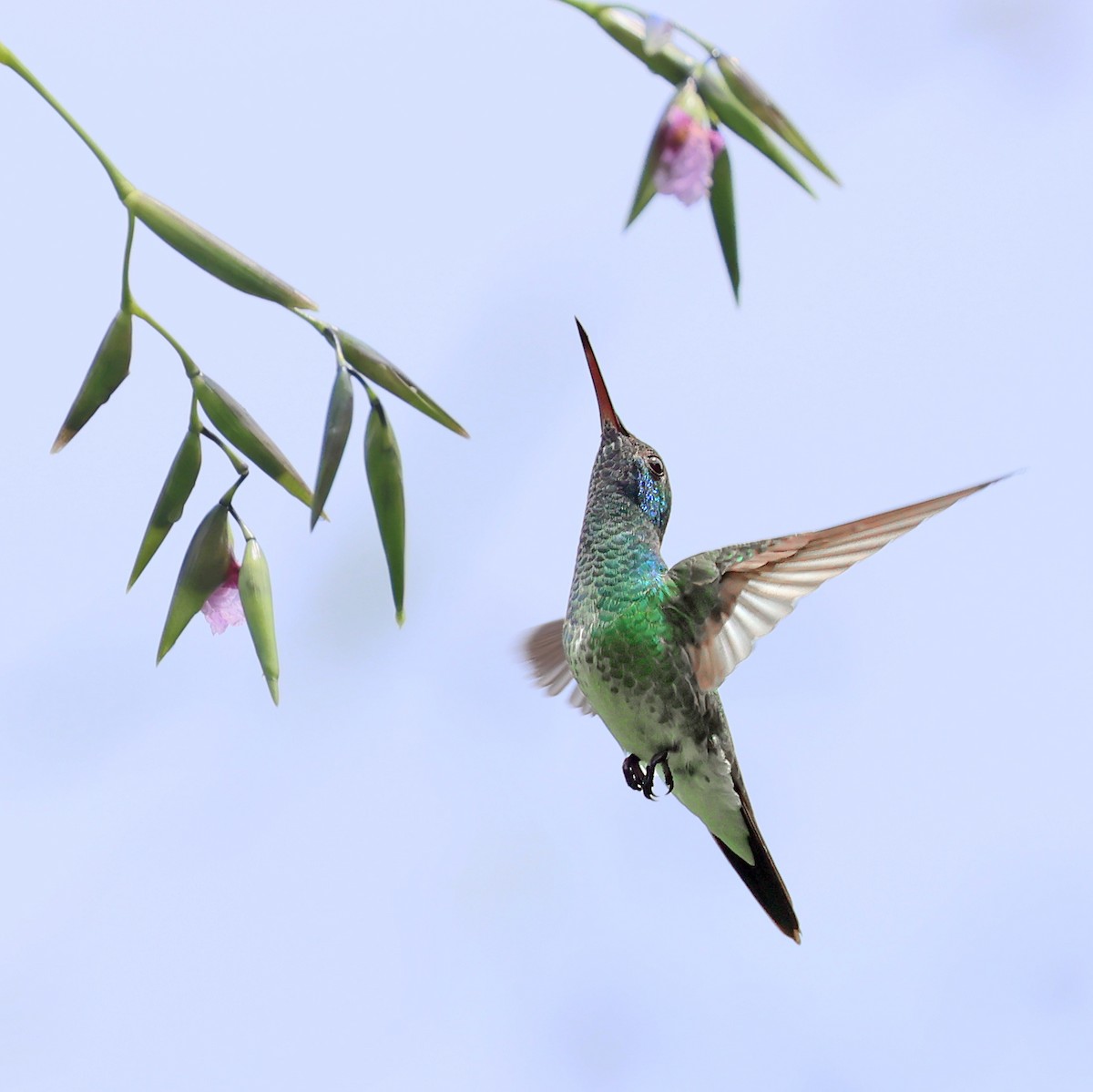 Mangrove Hummingbird - ML640221453