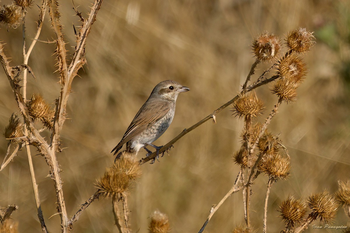 Red-backed Shrike - ML640221493