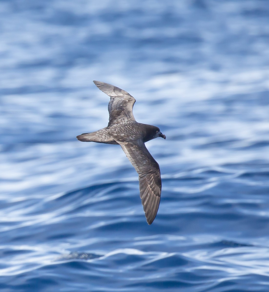 Petrel de Solander - ML640221500