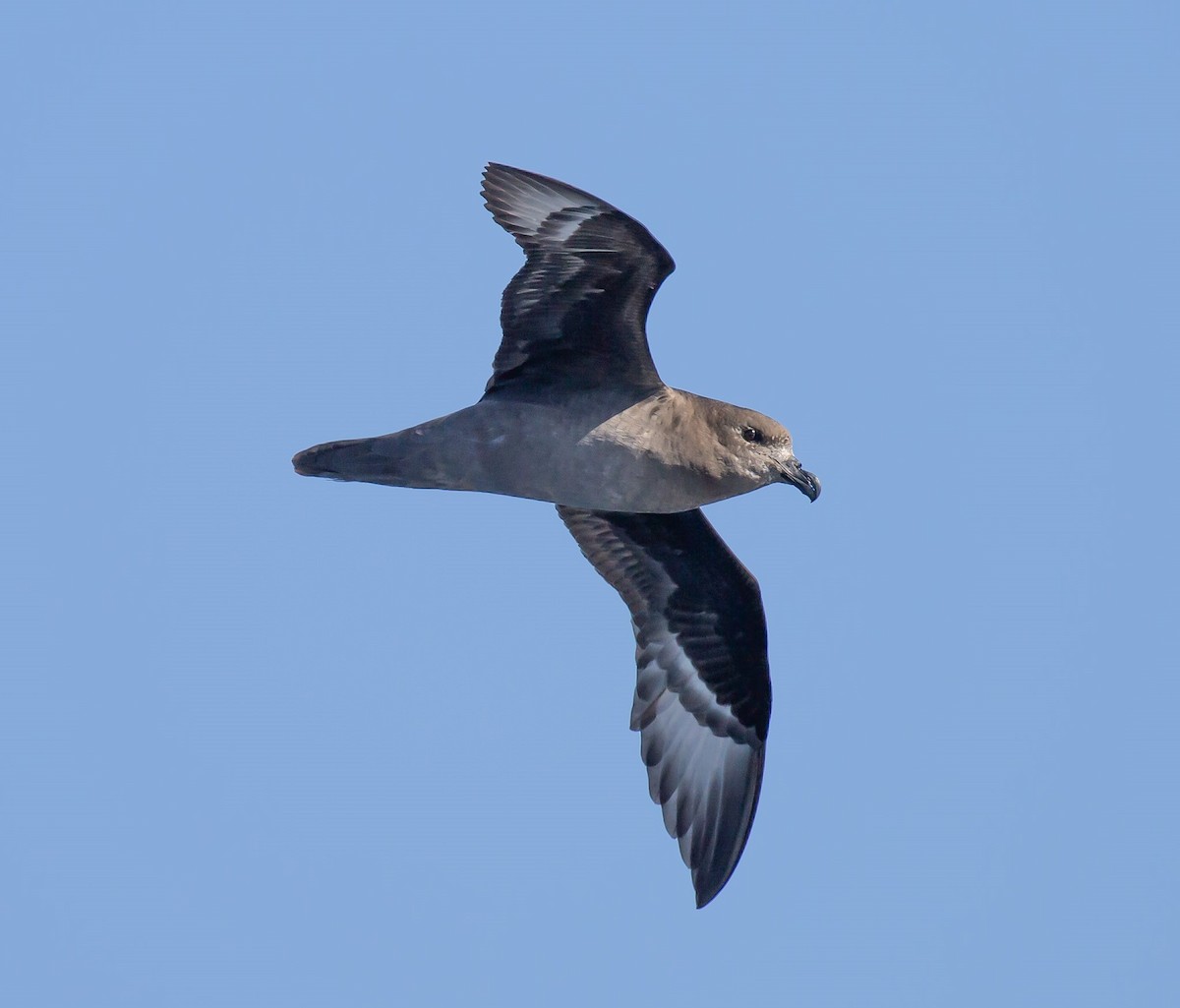 Petrel de Solander - ML640221503