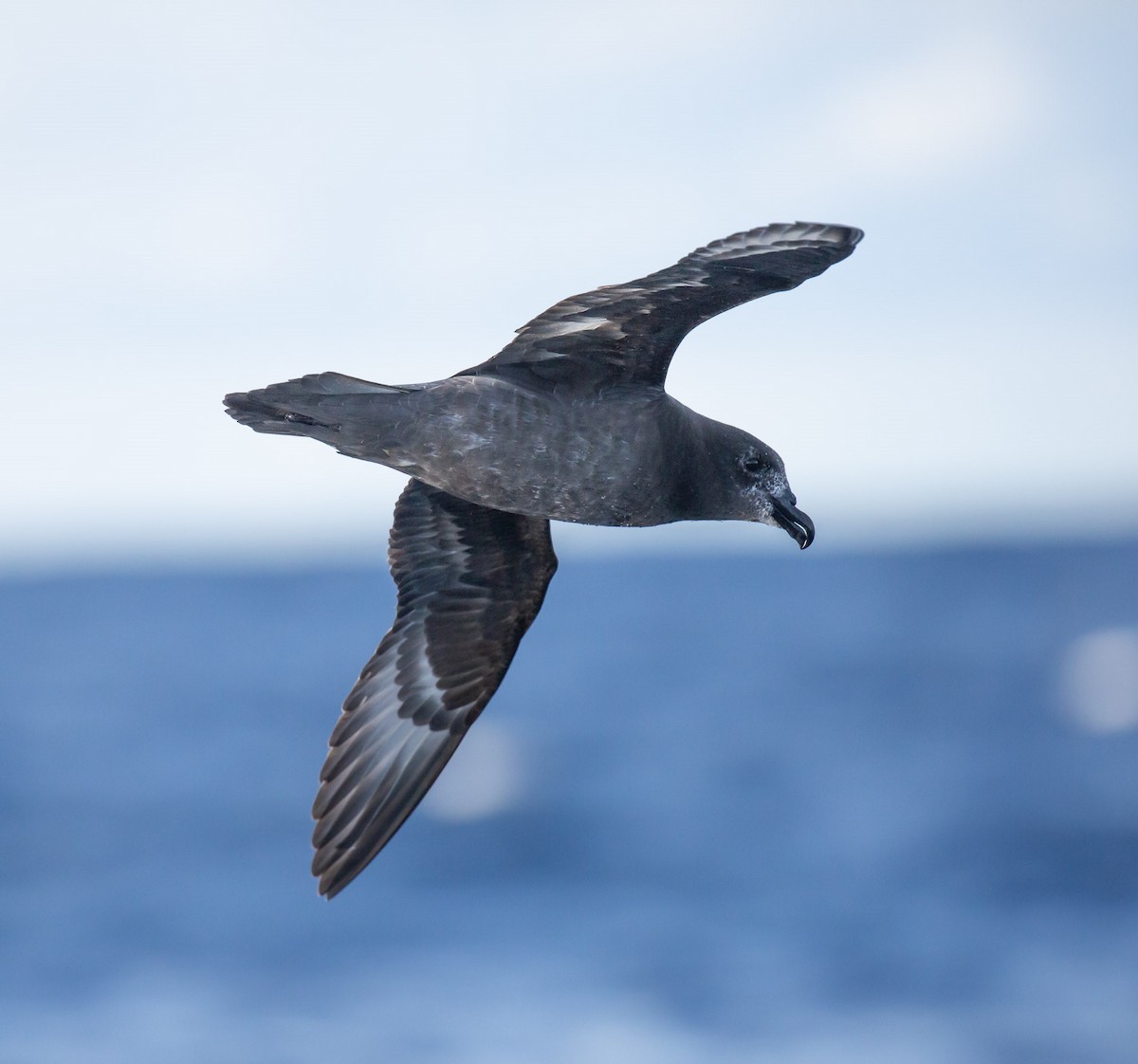 Petrel de Solander - ML640221505