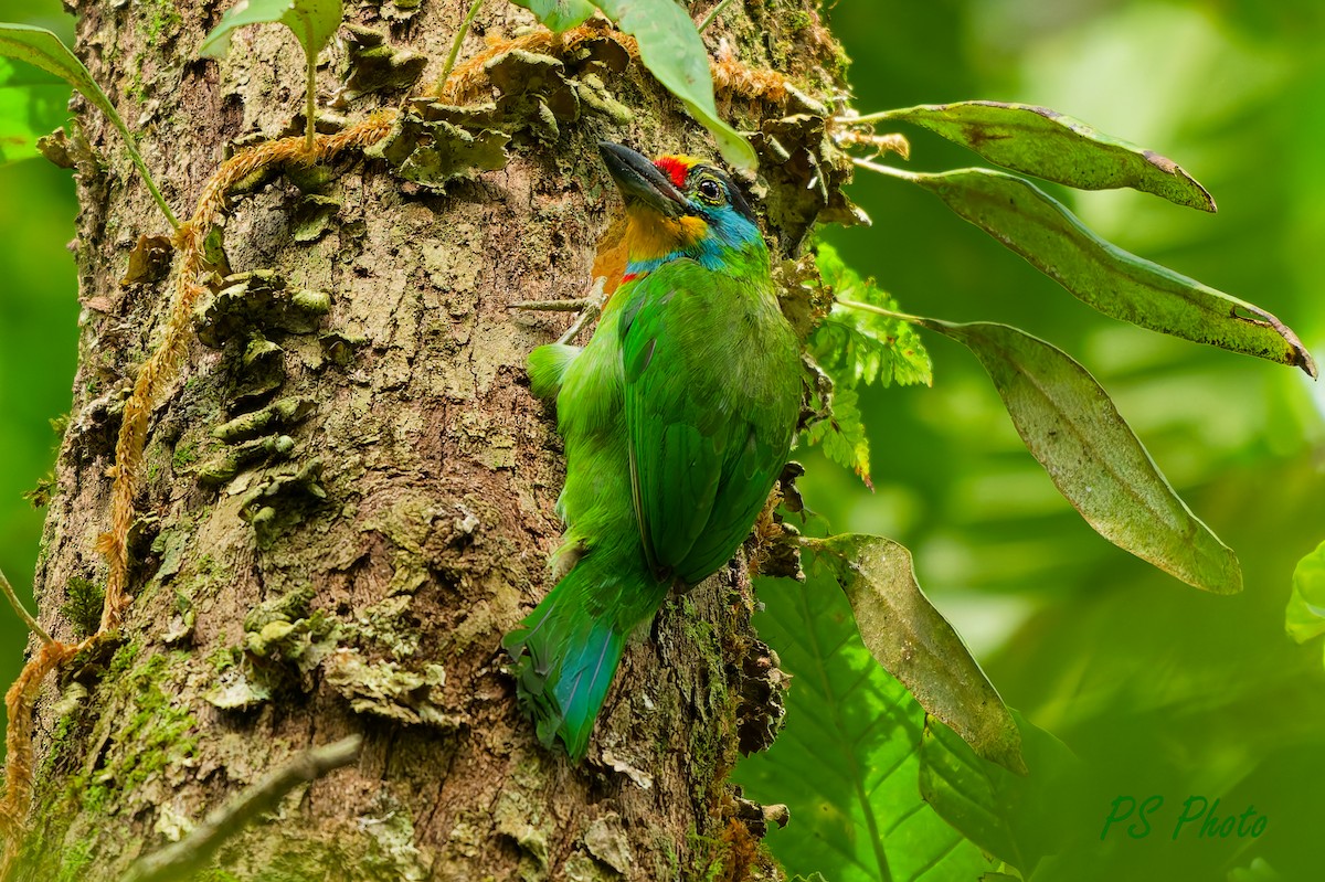 Black-browed Barbet - ML640221528