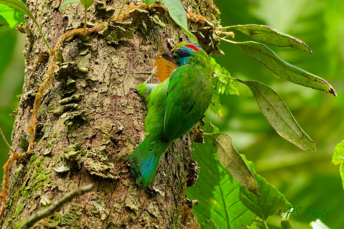 Black-browed Barbet - ML640221529