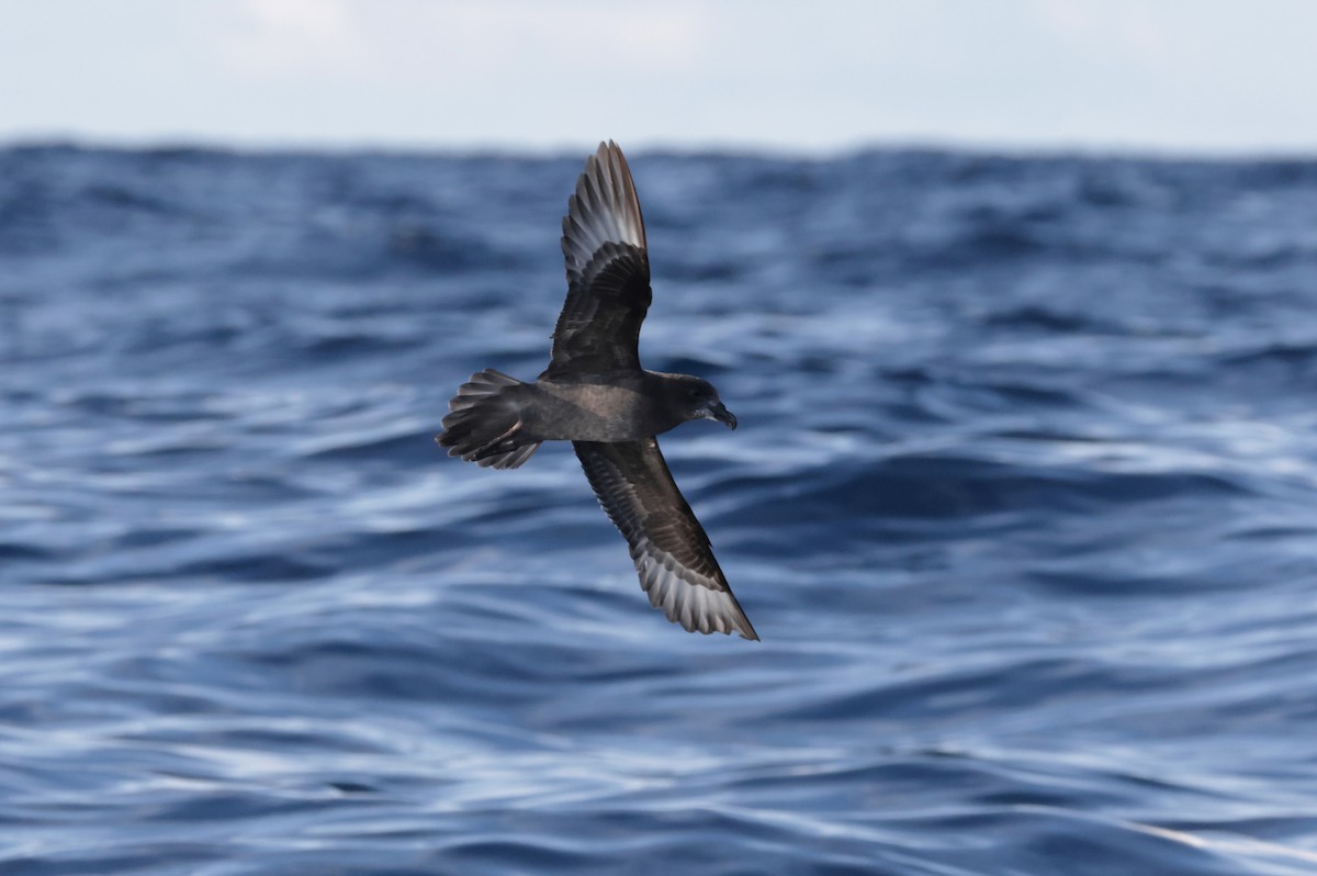 Petrel de Solander - ML640221571