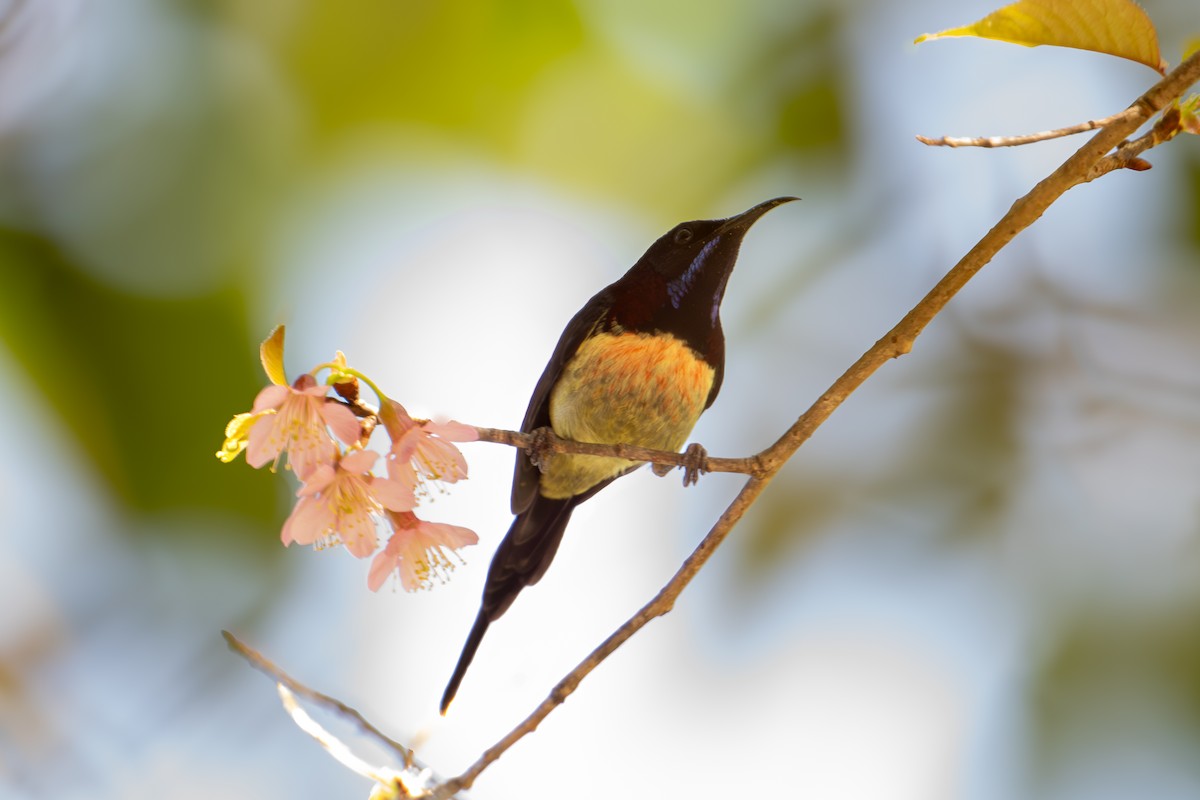 Black-throated Sunbird - ML640221634