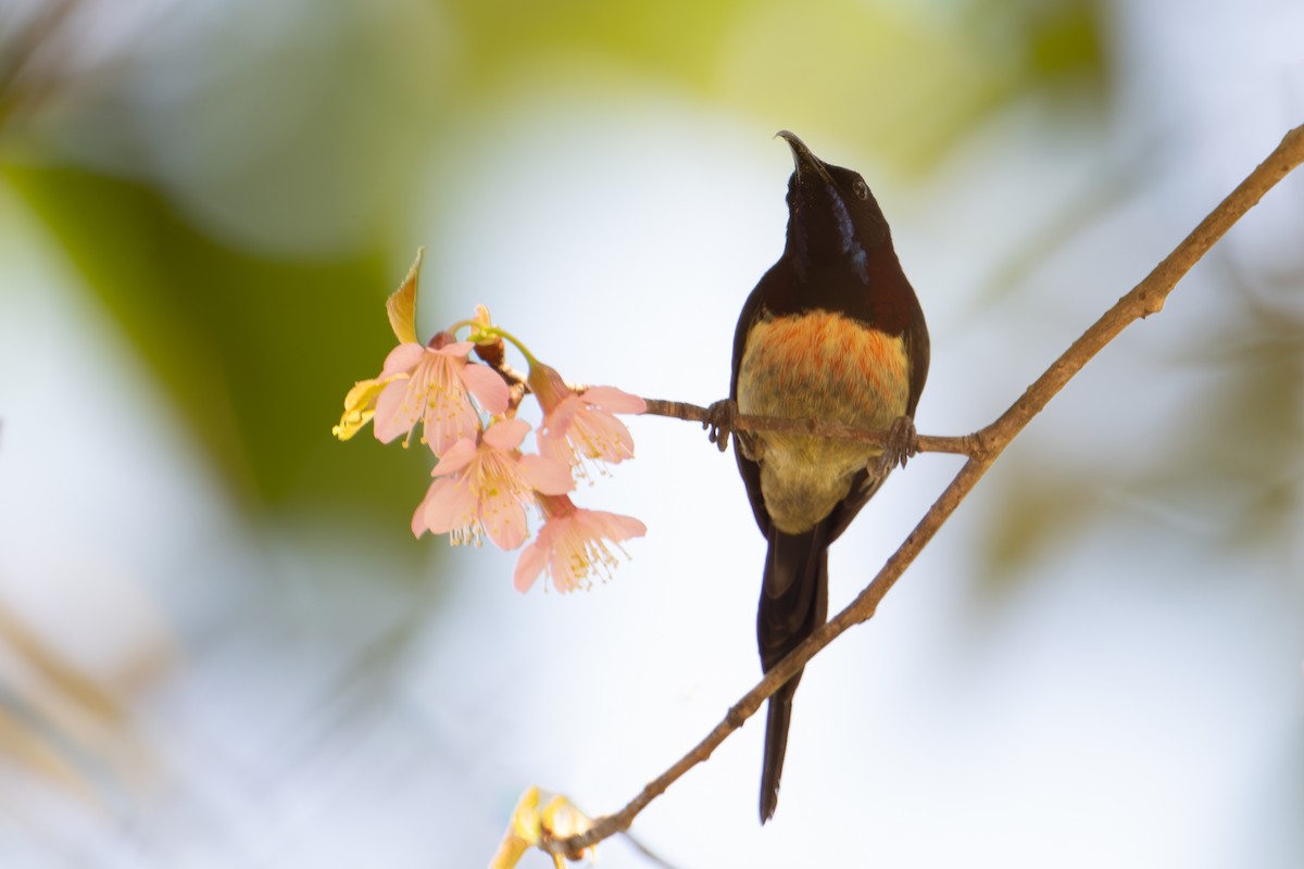 Black-throated Sunbird - ML640221635