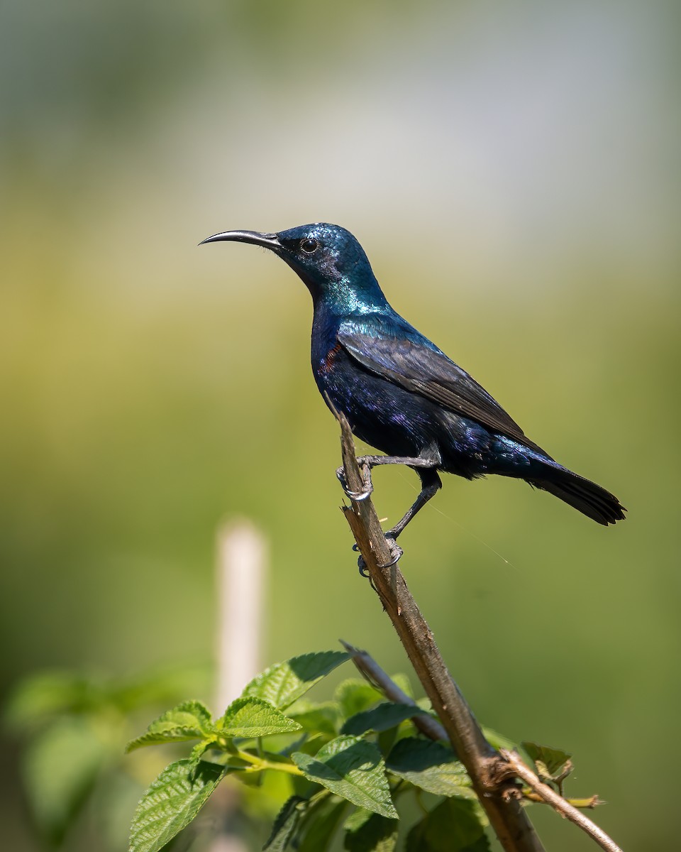 Purple Sunbird - ML640221648