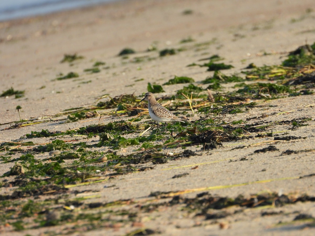 Baird's Sandpiper - ML640221687