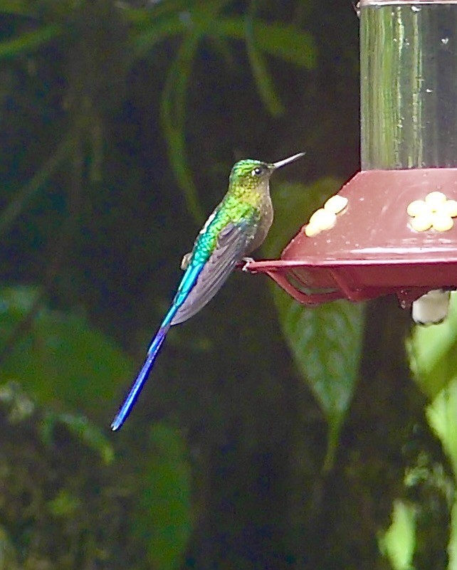 Violet-tailed Sylph - ML640221711