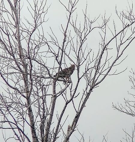 Imperial Eagle - ML640221716