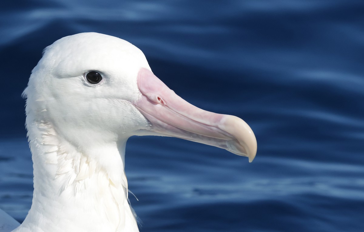 Albatros de las Antípodas (gibsoni) - ML640221731