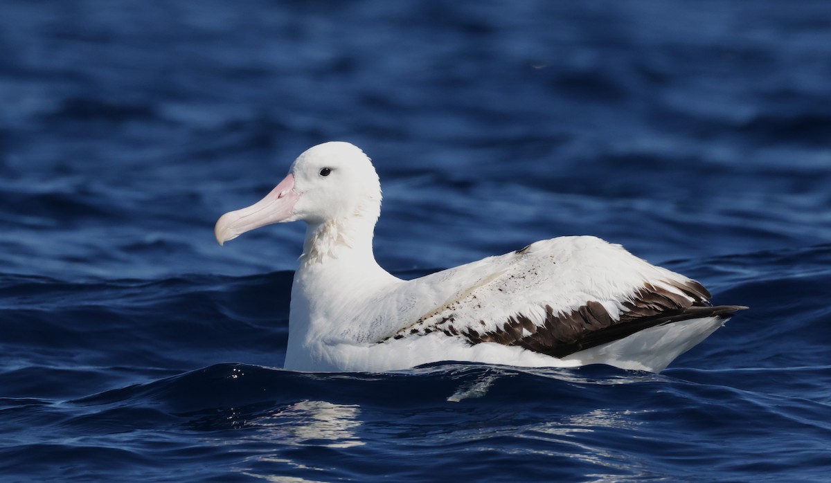 Albatros de las Antípodas (gibsoni) - ML640221742