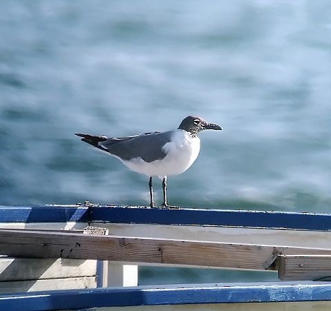 Laughing Gull - ML640221743