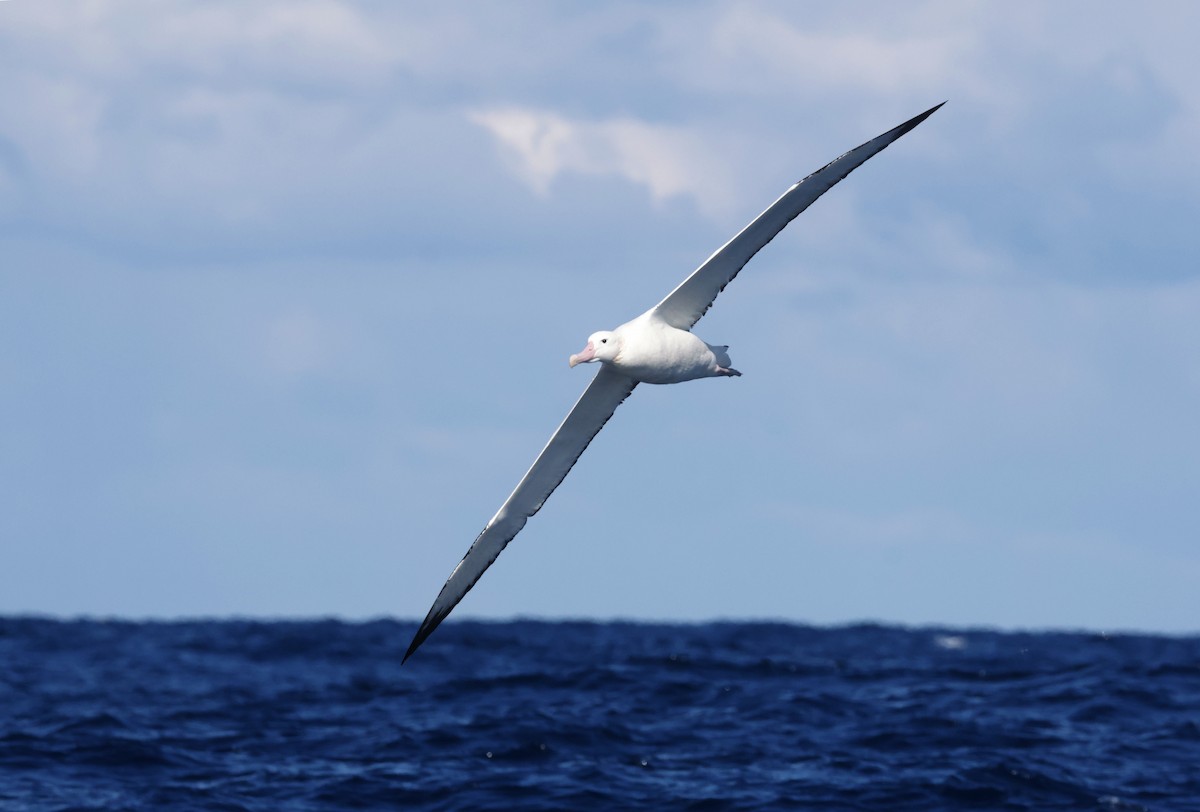 Albatros de las Antípodas (gibsoni) - ML640221755