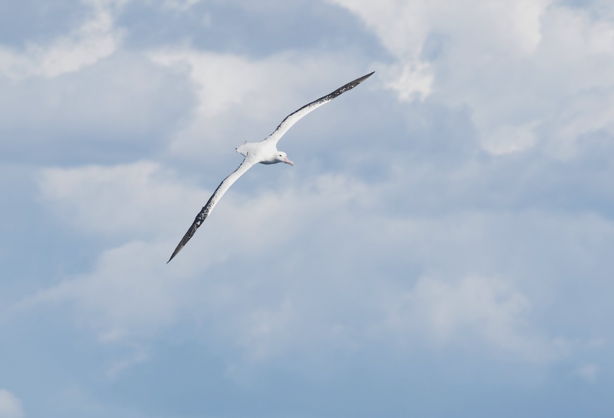 Albatros de las Antípodas (gibsoni) - ML640221758