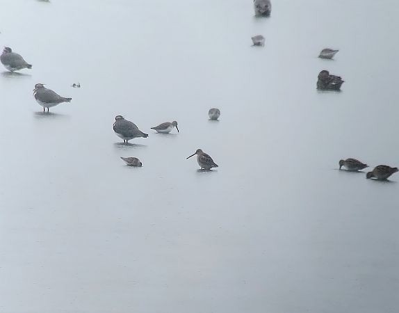 Long-billed Dowitcher - ML640221770