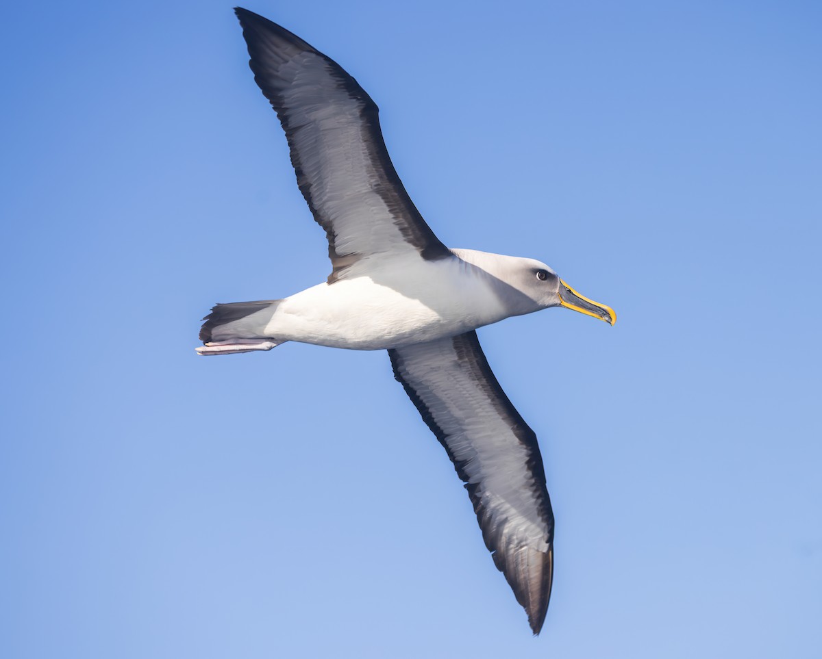 Buller Albatrosu - ML640221817