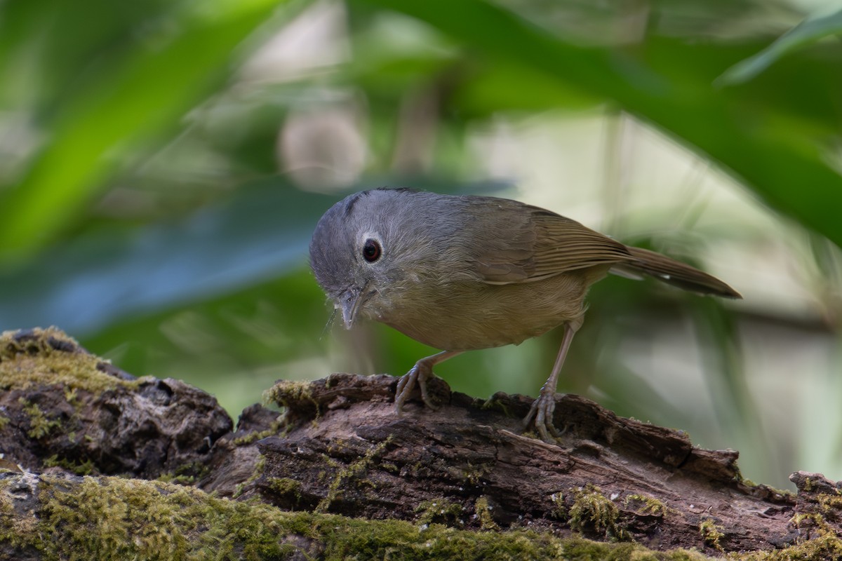 yunnanfulvetta - ML640221835