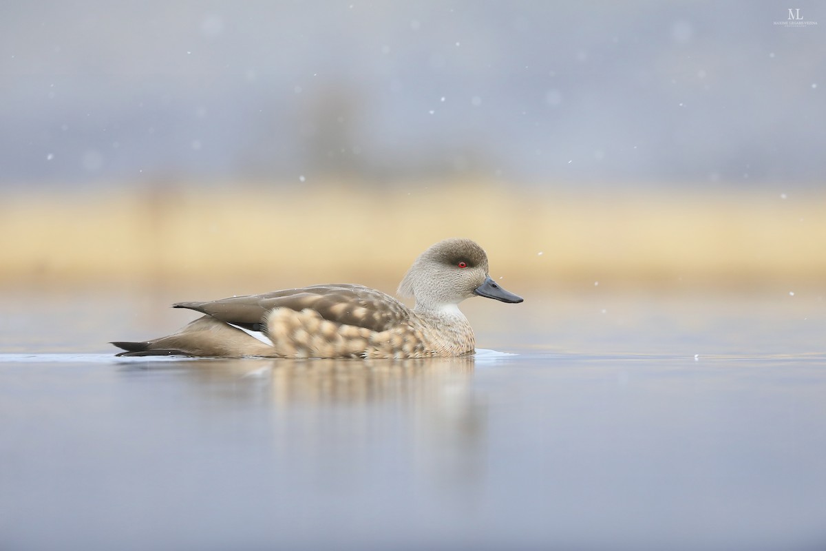 Crested Duck - ML640221853