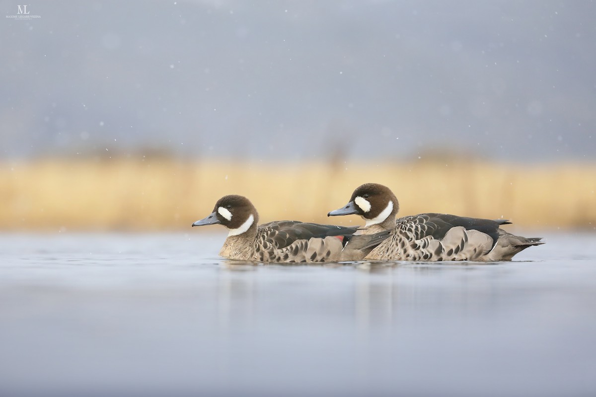 Spectacled Duck - ML640221868