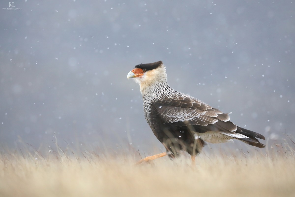 Crested Caracara - ML640221882