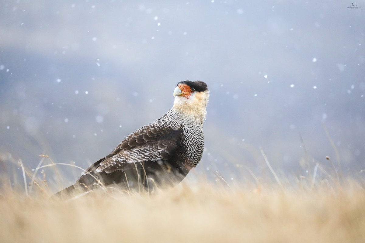 Crested Caracara - ML640221883