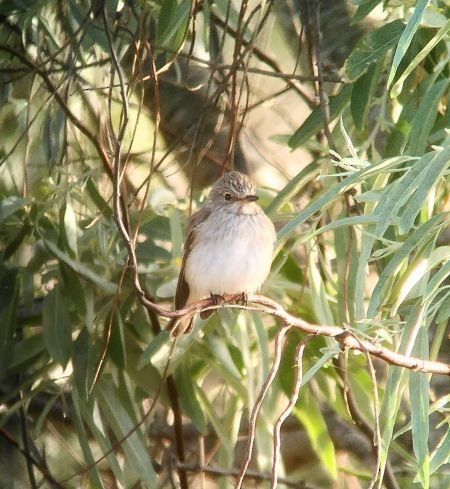 Spotted Flycatcher (Mediterranean) - ML640221887