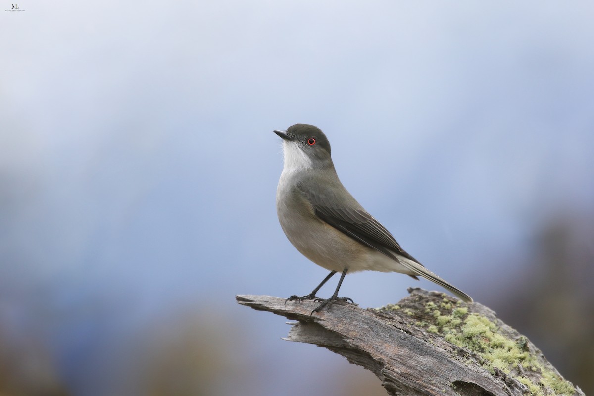 Fire-eyed Diucon - ML640221911