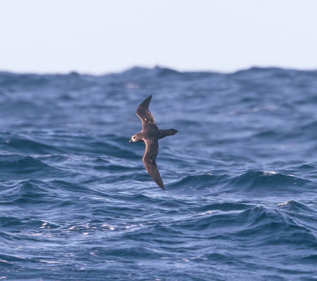 Gray-faced Petrel - ML640221916