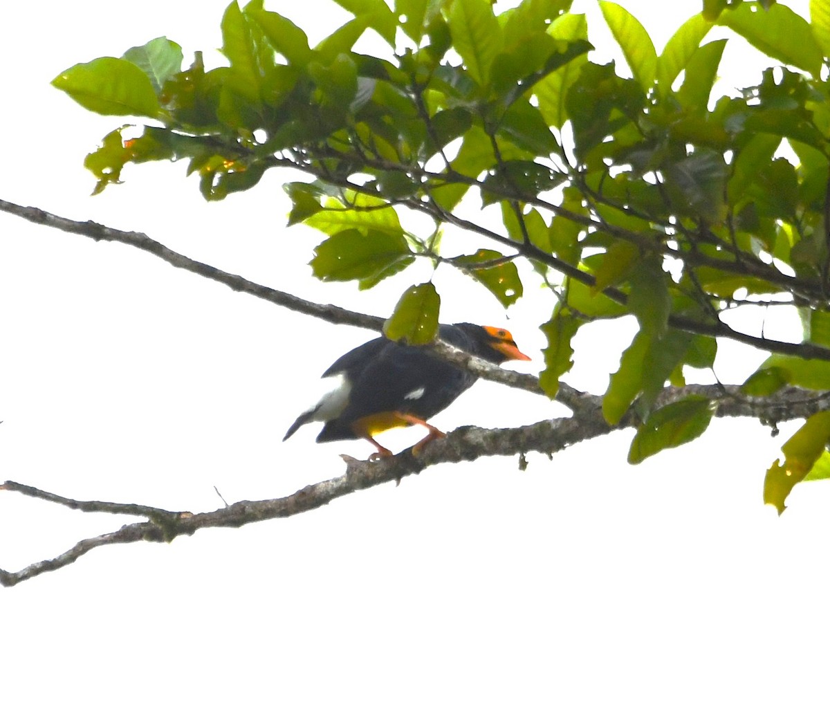 Yellow-faced Myna - ML640221987