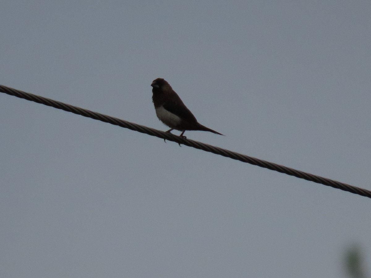 White-rumped Munia - ML640222078