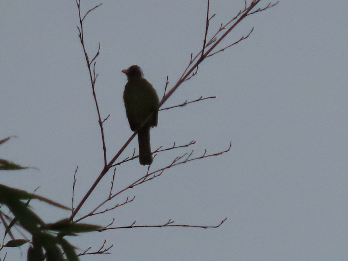 Collared Finchbill - ML640222088