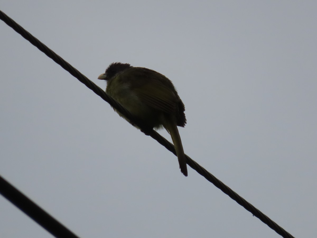 Collared Finchbill - ML640222089