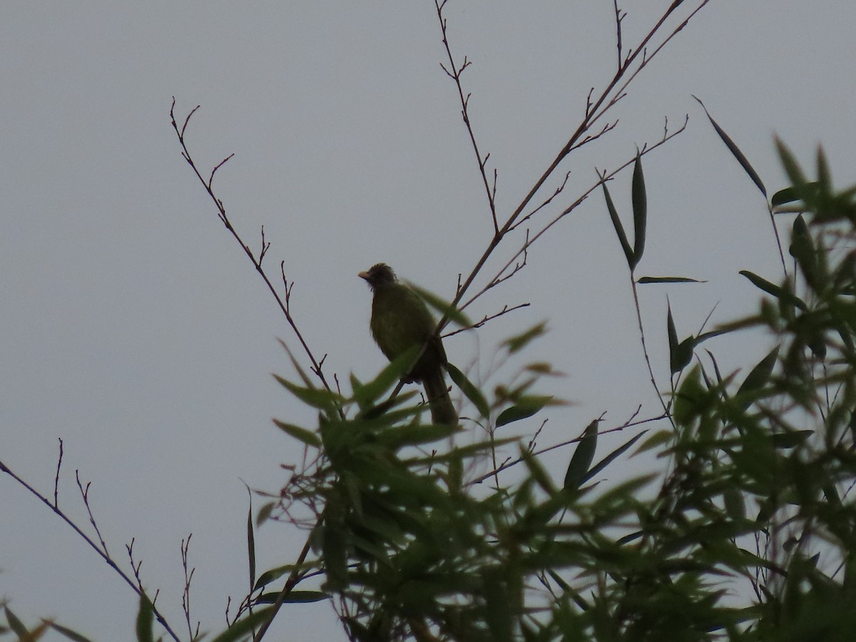 Collared Finchbill - ML640222090