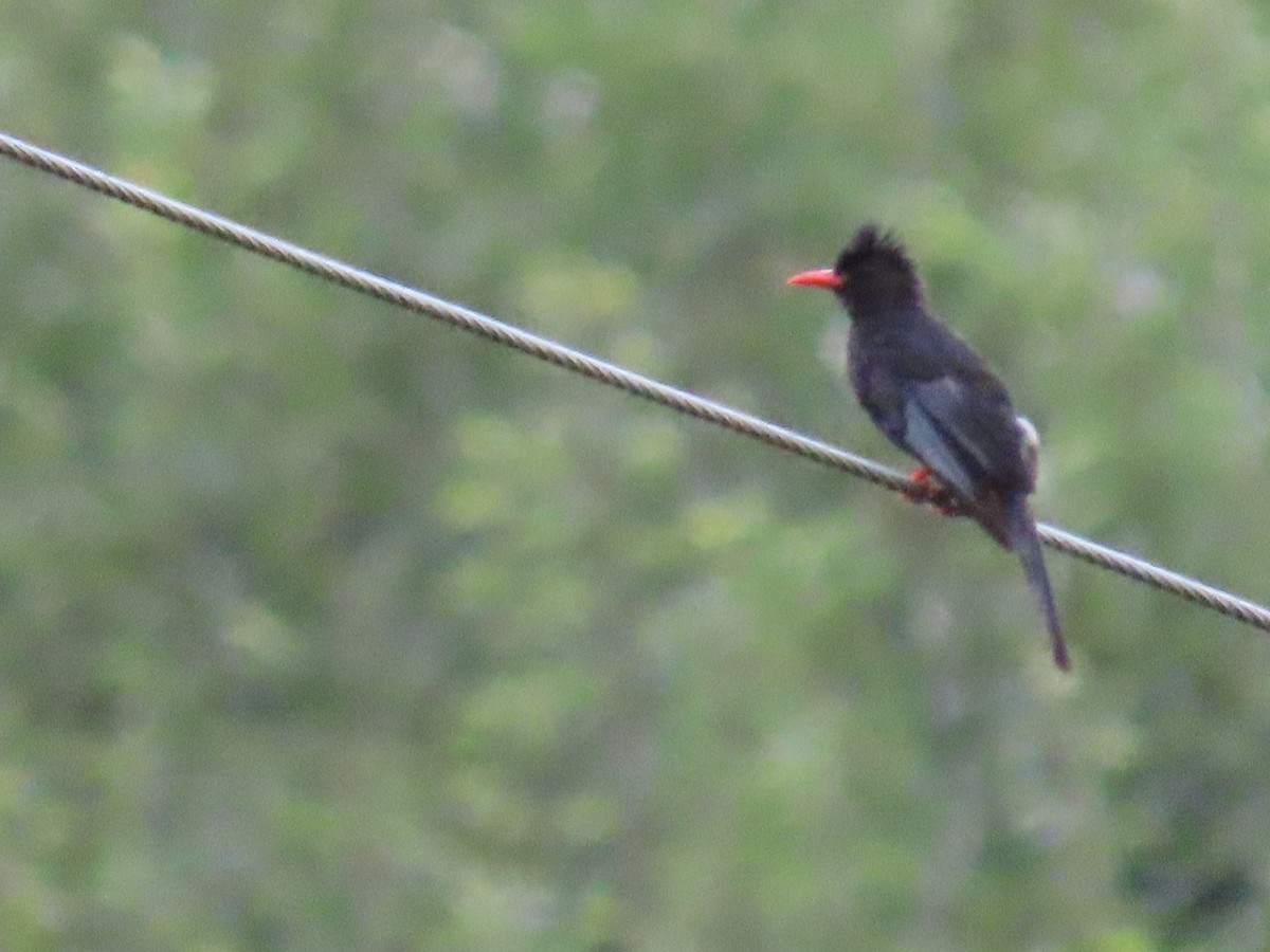 Black Bulbul - ML640222094