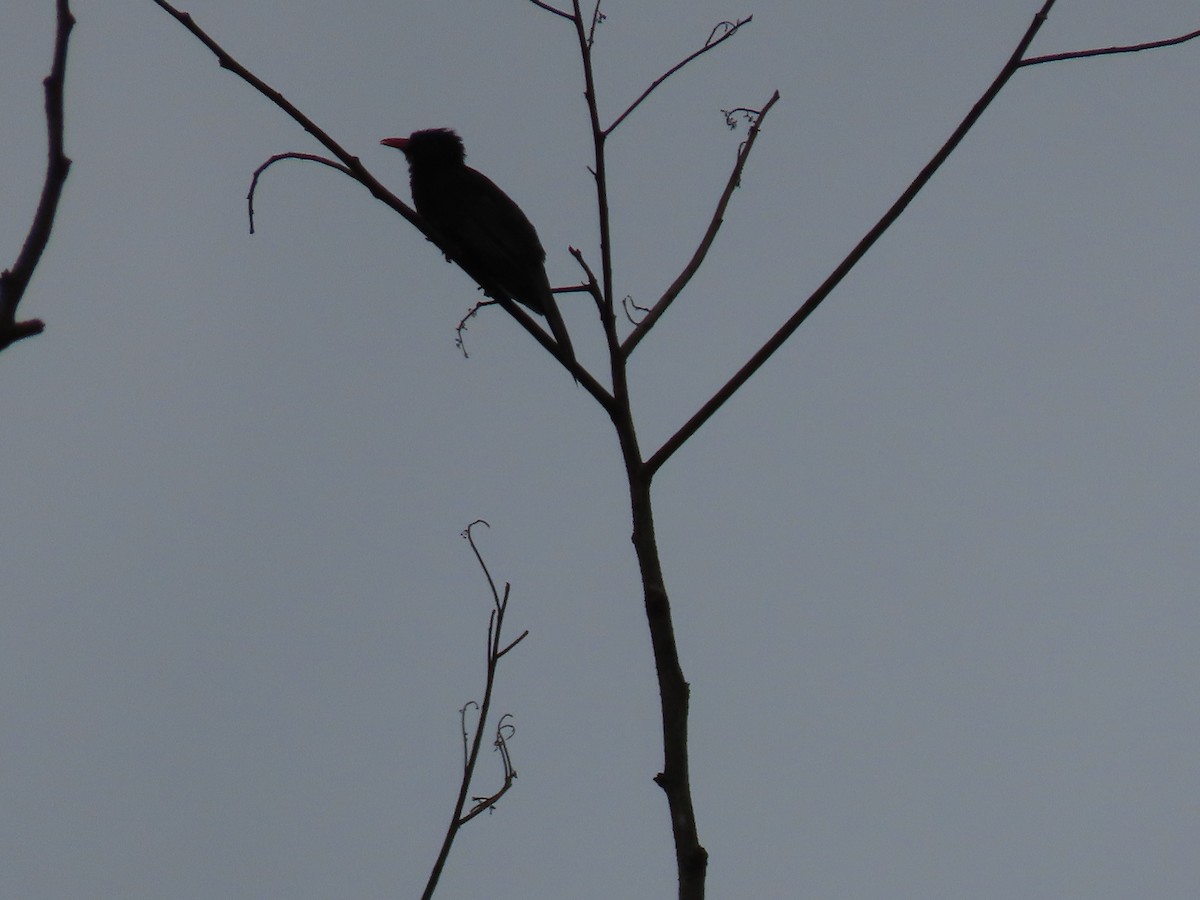 Black Bulbul - ML640222097