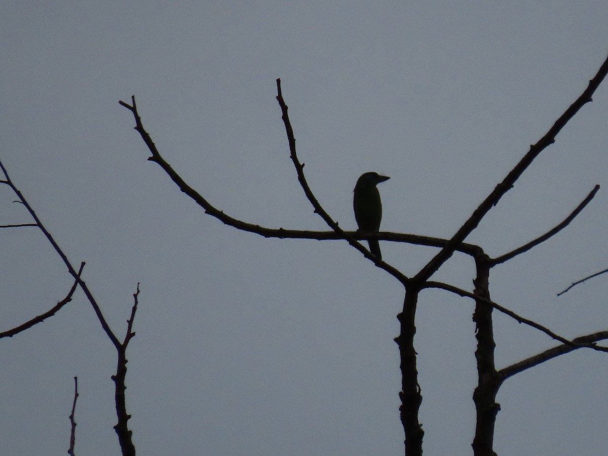 Taiwan Barbet - ML640222101